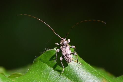 Réf. 257 886 : Leiopus femoratus